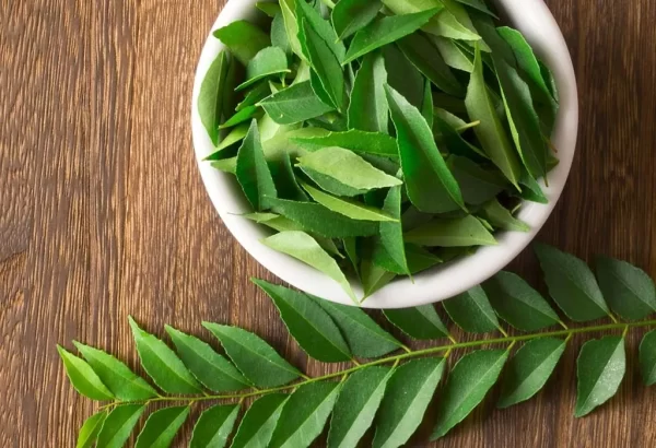 Importance Of Curry Leaves In Daily Routine