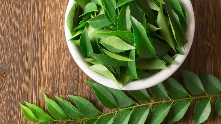 Importance Of Curry Leaves