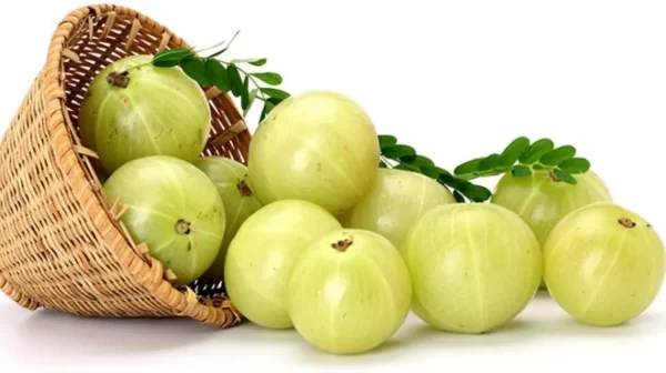 Why Amla Is The Nutrient Powerhouse? 